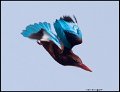 _9SB1966 white-throated kingfisher